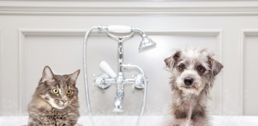 L’acqua: fonte di benessere per il cane e il gatto fonte di benessere