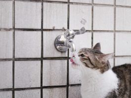 gatti e acqua