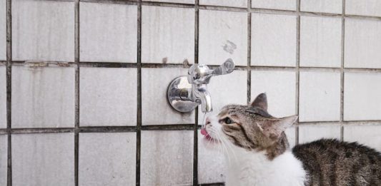 Gatti e acqua: un rapporto di amore e odio senza tempo gatti e acqua