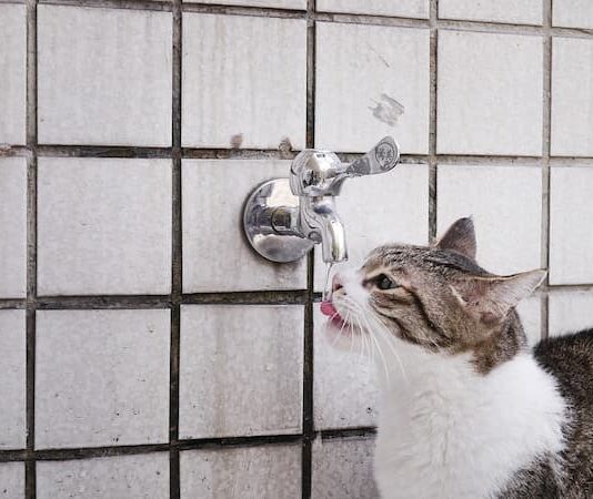 Gatti e acqua: un rapporto di amore e odio senza tempo gatti e acqua