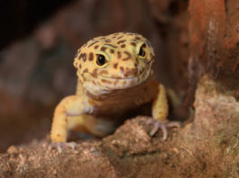 geco leopardino