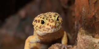 geco leopardino