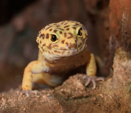 geco leopardino