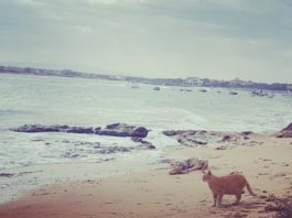 i gatti di su pallosu