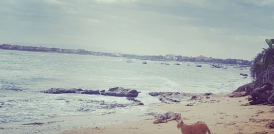 I Gatti di Su Pallosu, una riserva “coi baffi” eccellenza Tripadvisor 2018! i gatti di su pallosu