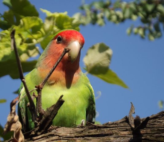 Gli uccelli e i pericoli domestici pappagallo inseparabile