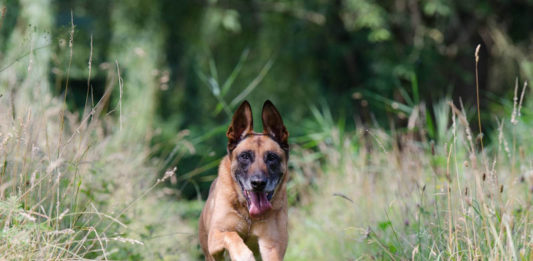 intelligenza nel cane