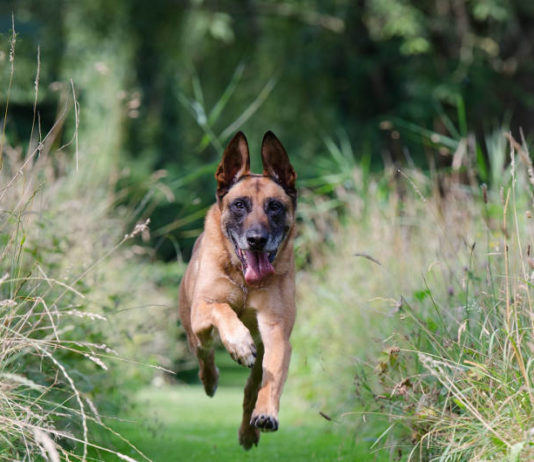 intelligenza nel cane