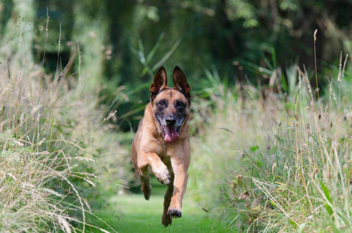 intelligenza nel cane intelligenza nel cane