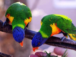 piante pericolose per gli uccelli