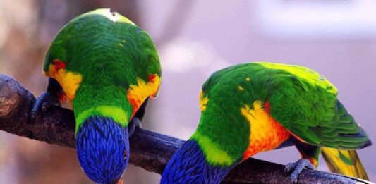 piante pericolose per gli uccelli