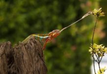 specie di camaleonti