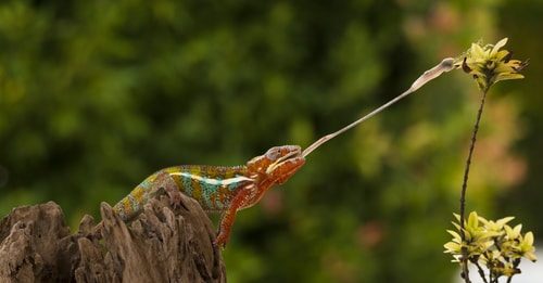 specie di camaleonti