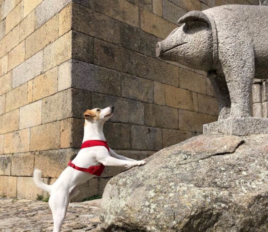 turismo dog friendly
