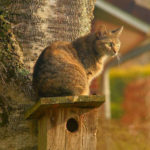 un-gatto-riconosce-i-suoi-parenti