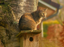 un-gatto-riconosce-i-suoi-parenti