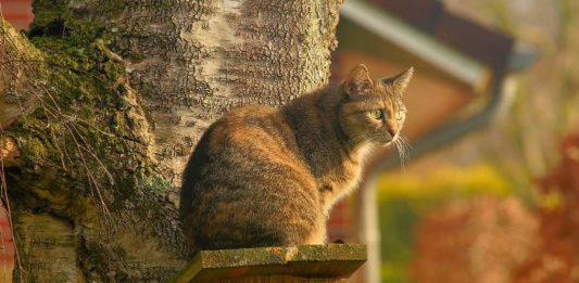 un-gatto-riconosce-i-suoi-parenti