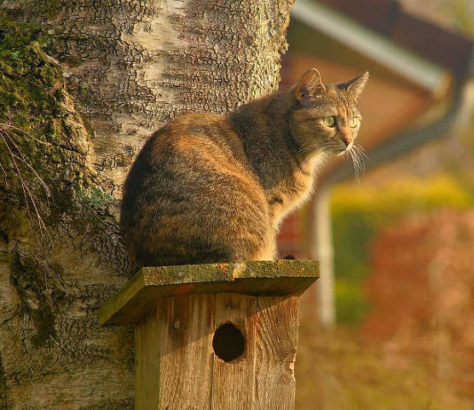 un-gatto-riconosce-i-suoi-parenti