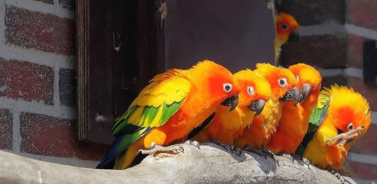 Veleni per uccelli domestici e pappagalli: quali sono? veleni per uccelli