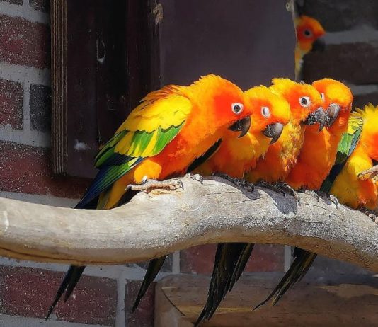 veleni per uccelli