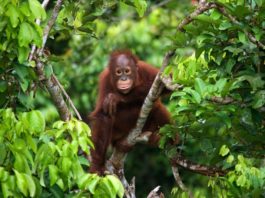Vendite illegali di animali online: è boom internazionale! vendite illegali di animali