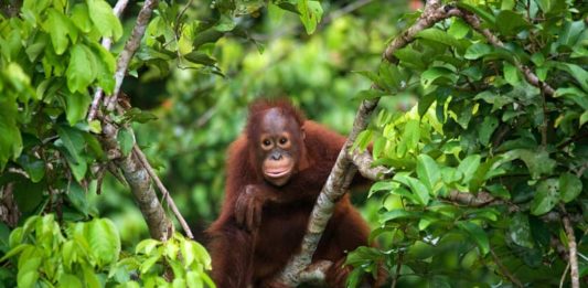 Vendite illegali di animali online: è boom internazionale! vendite illegali di animali