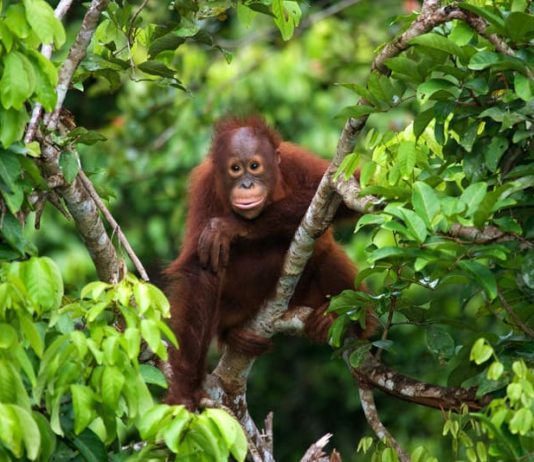 vendite illegali di animali
