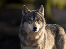 I nomi di dieci versi di animali – Parte IV versi di animali - parte IV
