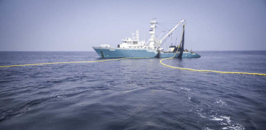 Sea Shepherd, 40 anni di protezione dell’ambiente marino sea shepherd
