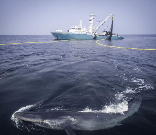 Sea Shepherd, 40 anni di protezione dell’ambiente marino sea shepherd