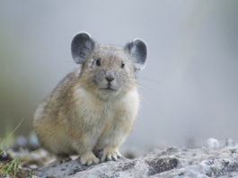 Pika di Ili