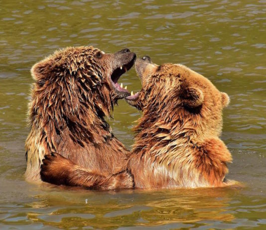 Abitudini degli animali: l’uomo le ha cambiate nel tempo? abitudini degli animali