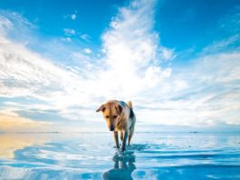 al mare con il cane