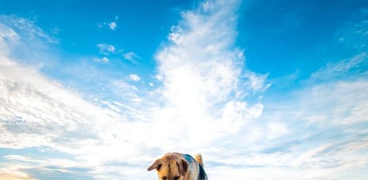al mare con il cane