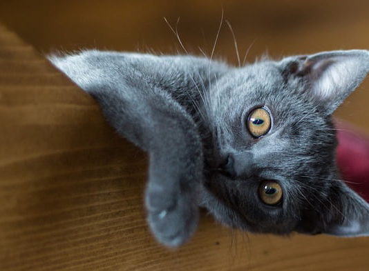 articolazioni nel gatto