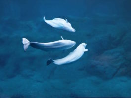 beluga