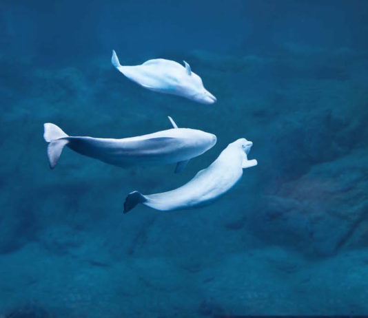 beluga