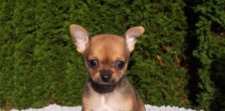 cani più piccoli del mondo
