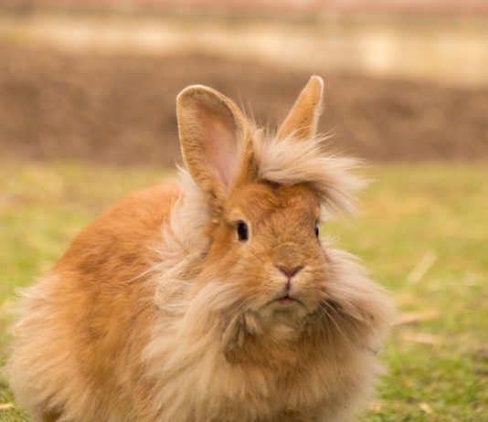 ectoparassitosi nel coniglio