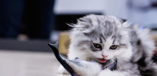 Il fabbisogno energetico del gatto: quali fattori lo influenzano? fabbisogno energetico