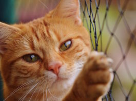 gatto ansioso