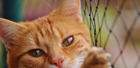 gatto ansioso