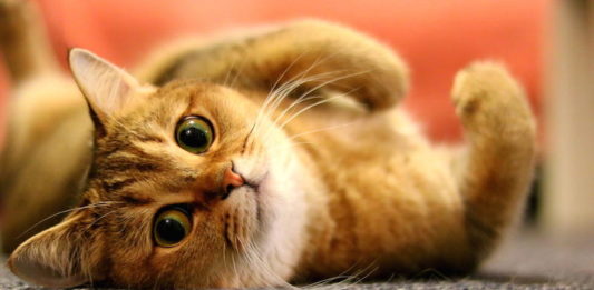 gatto di razza