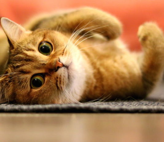 Gatto di Razza: Il libro genealogico come strumento migliorativo gatto di razza