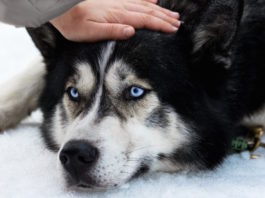 uomo e cane