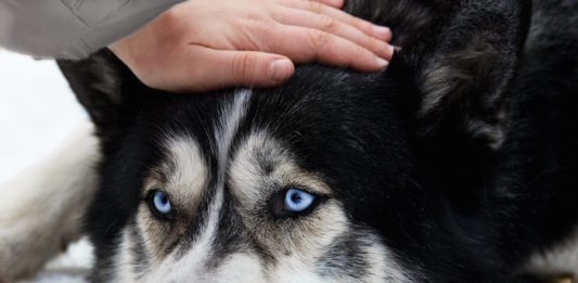 uomo e cane