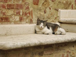 il gatto