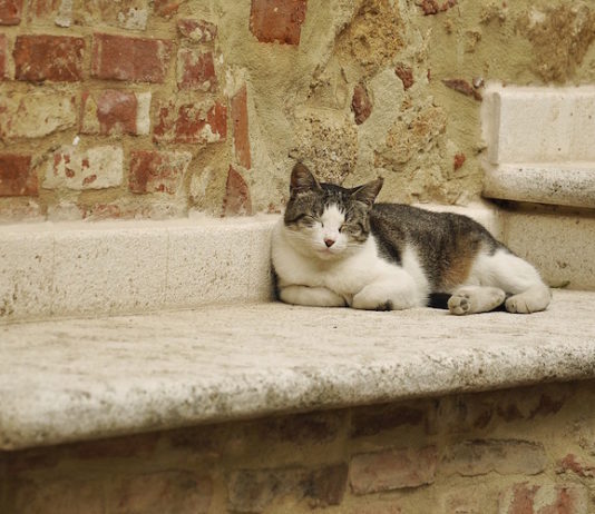 Il gatto e l’estate: un binomio non sempre felice. Consigli utili il gatto