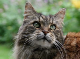 il-gatto
