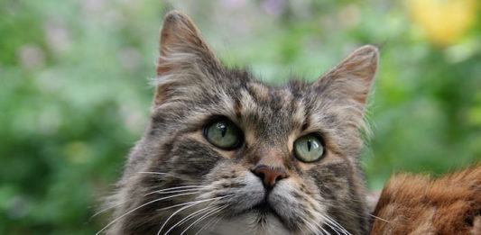 il-gatto